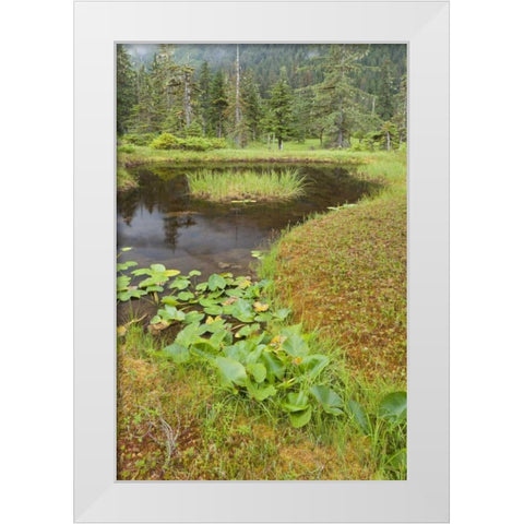 Alaska, Admiralty Island Pond and forest White Modern Wood Framed Art Print by Paulson, Don