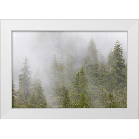 Alaska Fog in spruce and hemlock forest White Modern Wood Framed Art Print by Paulson, Don