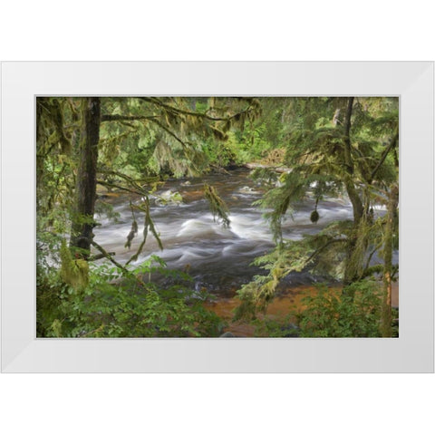 Alaska, Anan Creek Creek between cypress trees White Modern Wood Framed Art Print by Paulson, Don