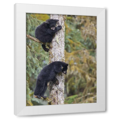 Alaska, Anan Creek Two black bear cubs in a tree White Modern Wood Framed Art Print by Paulson, Don
