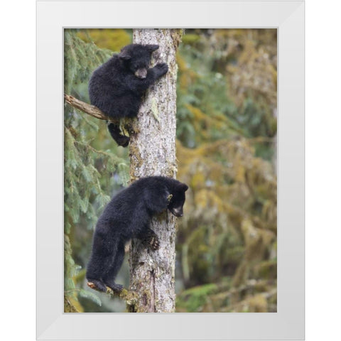 Alaska, Anan Creek Two black bear cubs in a tree White Modern Wood Framed Art Print by Paulson, Don