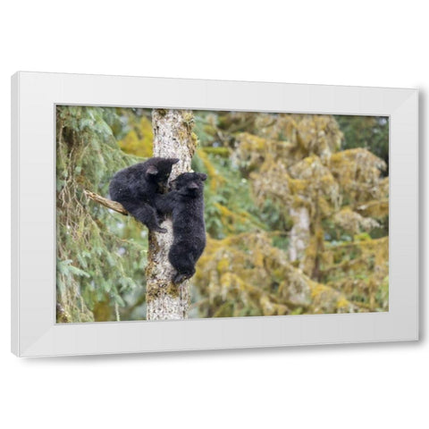 Alaska, Anan Creek Two black bear cubs in a tree White Modern Wood Framed Art Print by Paulson, Don