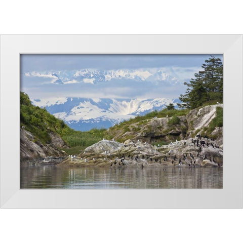 AK, Glacier Bay NP Cormorants on rocks White Modern Wood Framed Art Print by Paulson, Don