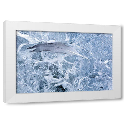 AK, Glacier Bay NP Gull feather on a Glacier White Modern Wood Framed Art Print by Paulson, Don