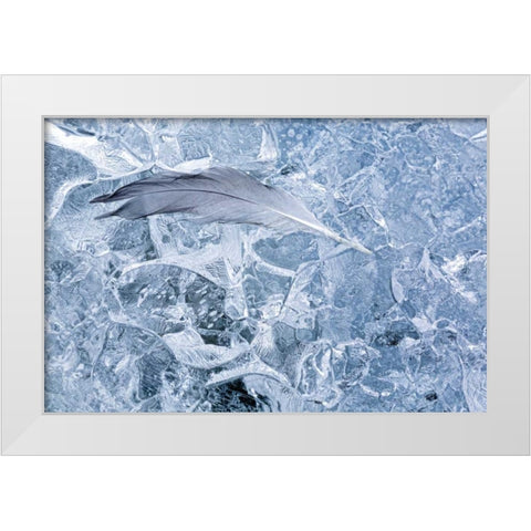 AK, Glacier Bay NP Gull feather on a Glacier White Modern Wood Framed Art Print by Paulson, Don