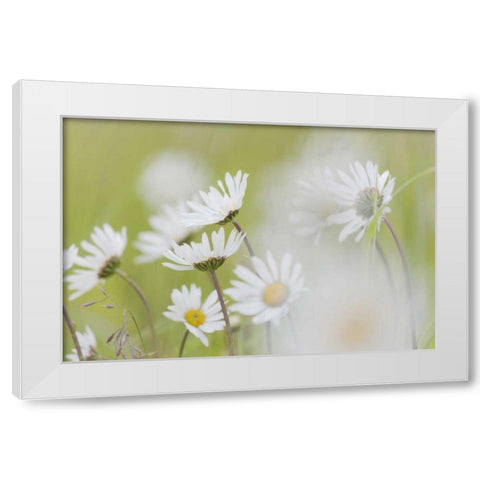 Alaska, Glacier Bay Arctic daisies in Dundas Bay White Modern Wood Framed Art Print by Paulson, Don