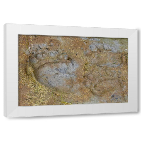 AK, Glacier Bay NP Black bear tracks in mud White Modern Wood Framed Art Print by Paulson, Don