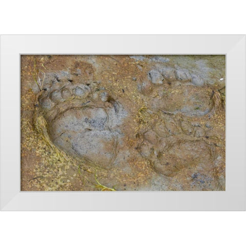 AK, Glacier Bay NP Black bear tracks in mud White Modern Wood Framed Art Print by Paulson, Don