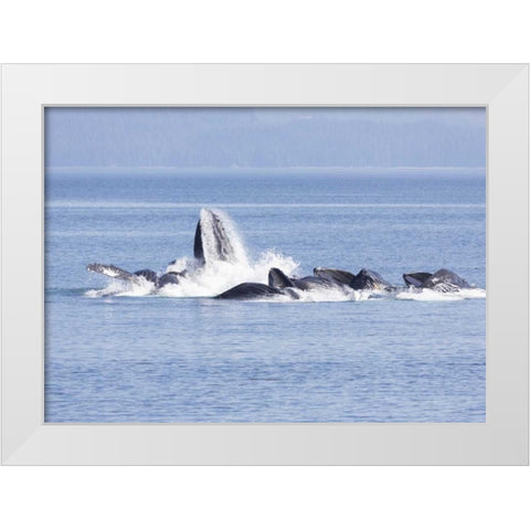 Alaska, Freshwater Bay Humpback whales feeding White Modern Wood Framed Art Print by Paulson, Don