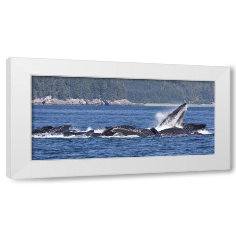 Alaska, Freshwater Bay Humpback whales feeding White Modern Wood Framed Art Print by Paulson, Don