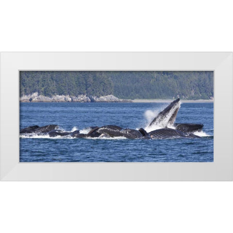 Alaska, Freshwater Bay Humpback whales feeding White Modern Wood Framed Art Print by Paulson, Don