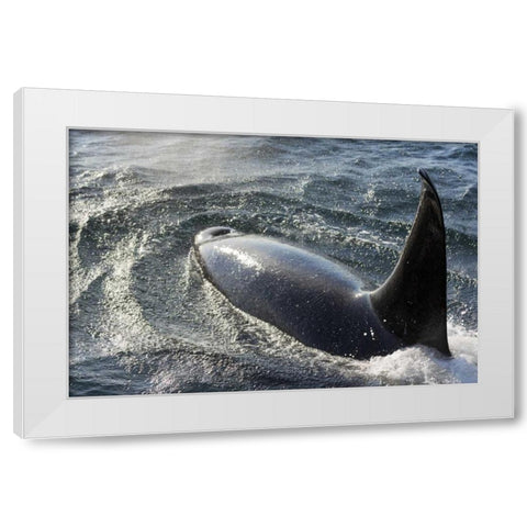 Alaska, Tenakee Springs Orca whale diving White Modern Wood Framed Art Print by Paulson, Don