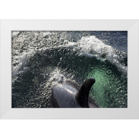 Alaska, Tenakee Springs Orca whale diving White Modern Wood Framed Art Print by Paulson, Don