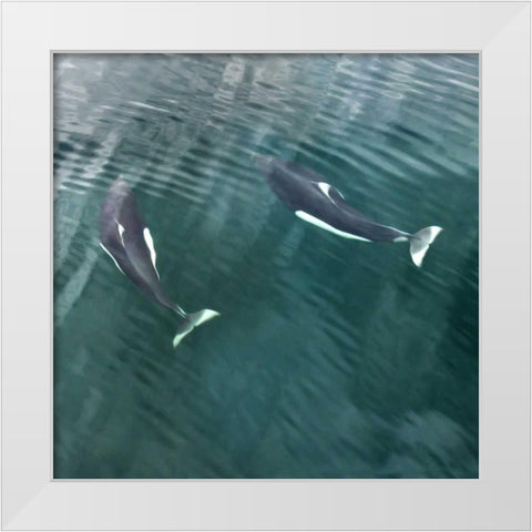AK, Seymour Canal Two Dalls porpoises swimming White Modern Wood Framed Art Print by Paulson, Don