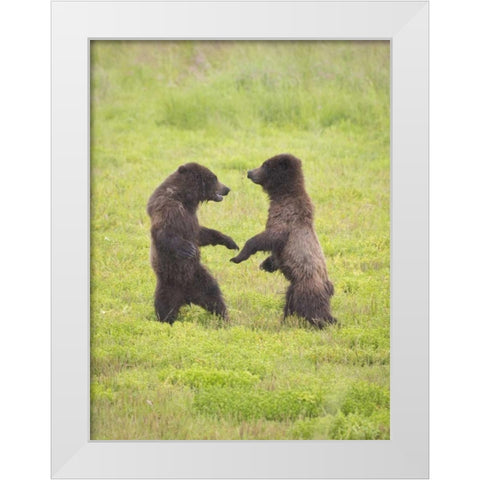 AK, Tongass NF, Two brown bear cubs play-fighting White Modern Wood Framed Art Print by Paulson, Don