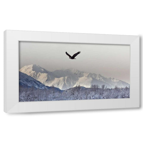 AK, Chilkat Bald eagle flies in preserve White Modern Wood Framed Art Print by Illg, Cathy and Gordon