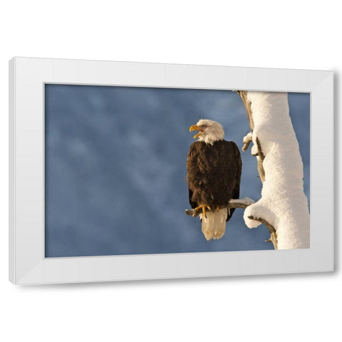AK, Chilkat Bald eagle perched on branch White Modern Wood Framed Art Print by Illg, Cathy and Gordon