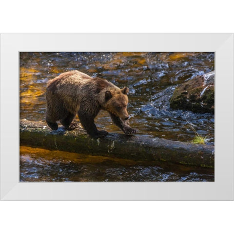 AK, Tongass NF Grizzly bear on log hunting White Modern Wood Framed Art Print by Illg, Cathy and Gordon