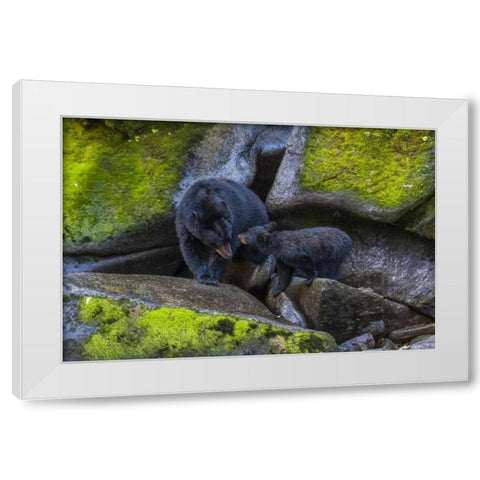 Alaska, Tongass NF Mother black bear and cub White Modern Wood Framed Art Print by Illg, Cathy and Gordon