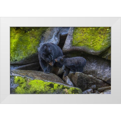 Alaska, Tongass NF Mother black bear and cub White Modern Wood Framed Art Print by Illg, Cathy and Gordon