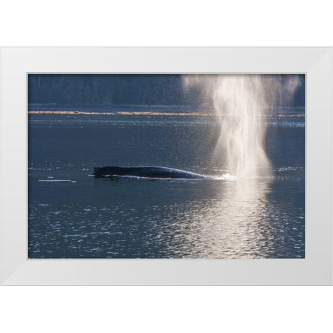 AK, Tongass NF Humpback whale spouting White Modern Wood Framed Art Print by Illg, Cathy and Gordon