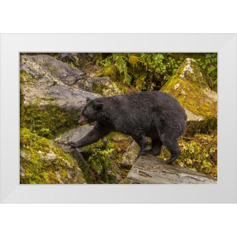 AK, Tongass NF Black bear walking among boulders White Modern Wood Framed Art Print by Illg, Cathy and Gordon