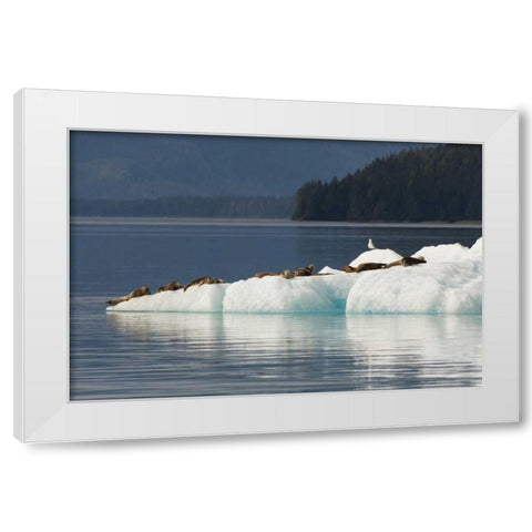 Alaska, Tongass NF Harbor seals on iceberg White Modern Wood Framed Art Print by Illg, Cathy and Gordon