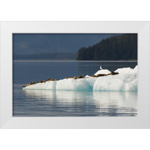Alaska, Tongass NF Harbor seals on iceberg White Modern Wood Framed Art Print by Illg, Cathy and Gordon