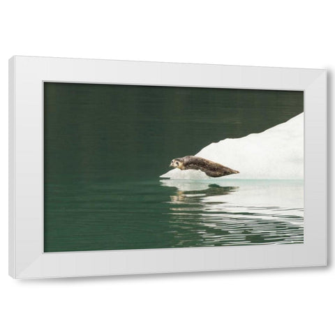 Alaska, Tongass NF Lone harbor seal on iceberg White Modern Wood Framed Art Print by Illg, Cathy and Gordon