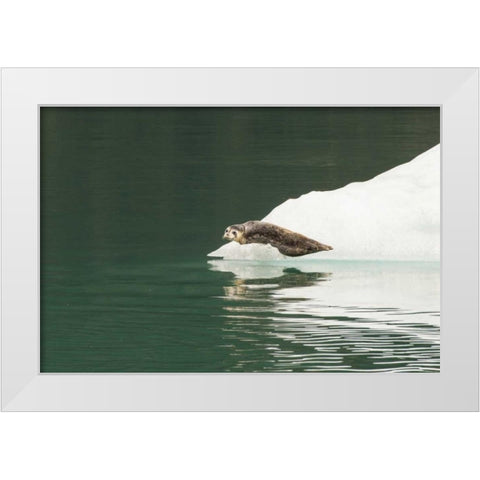 Alaska, Tongass NF Lone harbor seal on iceberg White Modern Wood Framed Art Print by Illg, Cathy and Gordon