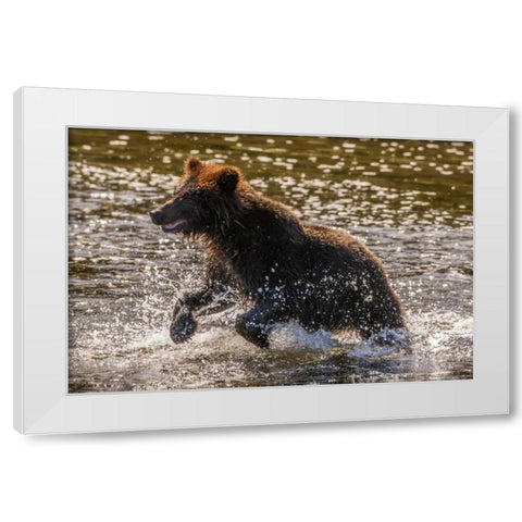AK, Tongass NF Young grizzly cub hunting fish White Modern Wood Framed Art Print by Illg, Cathy and Gordon