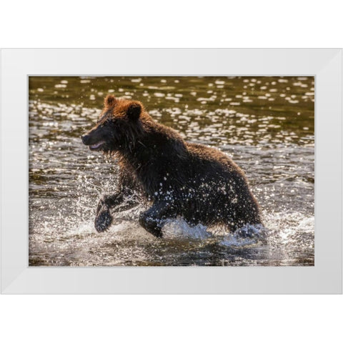 AK, Tongass NF Young grizzly cub hunting fish White Modern Wood Framed Art Print by Illg, Cathy and Gordon