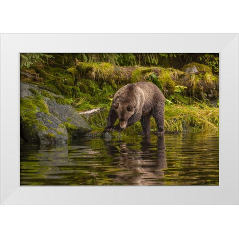 AK, Tongass NF Grizzly bear hunts for salmon White Modern Wood Framed Art Print by Illg, Cathy and Gordon