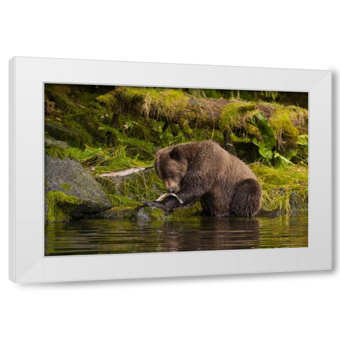 AK, Tongass NF Grizzly bear catches salmon White Modern Wood Framed Art Print by Illg, Cathy and Gordon