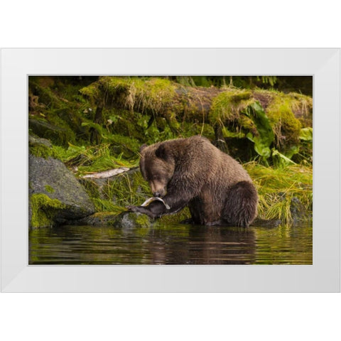 AK, Tongass NF Grizzly bear catches salmon White Modern Wood Framed Art Print by Illg, Cathy and Gordon