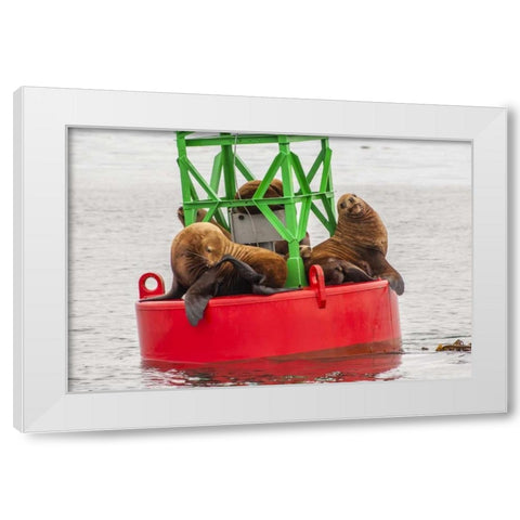 Alaska, Tongass NF Sea lions resting on a buoy White Modern Wood Framed Art Print by Illg, Cathy and Gordon
