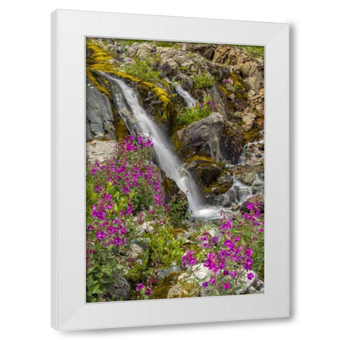 Alaska, Glacier Bay NP Fireweed and waterfall White Modern Wood Framed Art Print by Illg, Cathy and Gordon