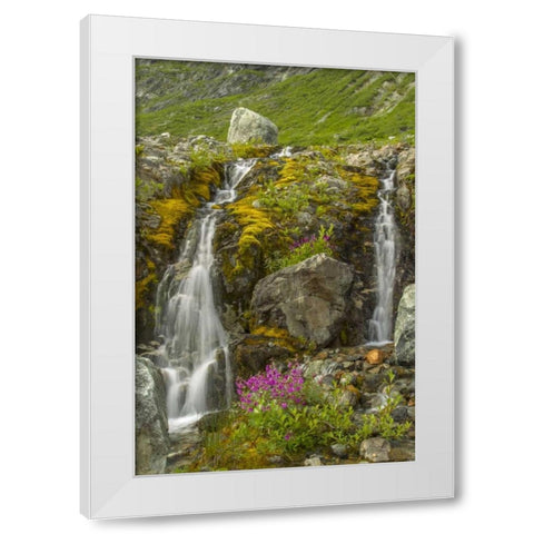 Alaska, Glacier Bay NP Fireweed and waterfall White Modern Wood Framed Art Print by Illg, Cathy and Gordon