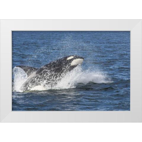 USA, Alaska Orca whale breaching White Modern Wood Framed Art Print by Paulson, Don