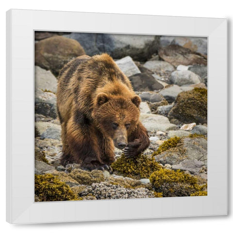 USA, Alaska, Glacier Bay NP Brown bear on beach White Modern Wood Framed Art Print by Paulson, Don