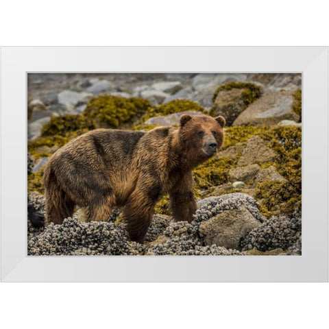 USA, Alaska, Glacier Bay NP Brown bear on beach White Modern Wood Framed Art Print by Paulson, Don