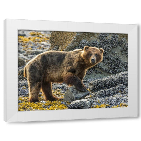 USA, Alaska, Glacier Bay NP Brown bear on beach White Modern Wood Framed Art Print by Paulson, Don