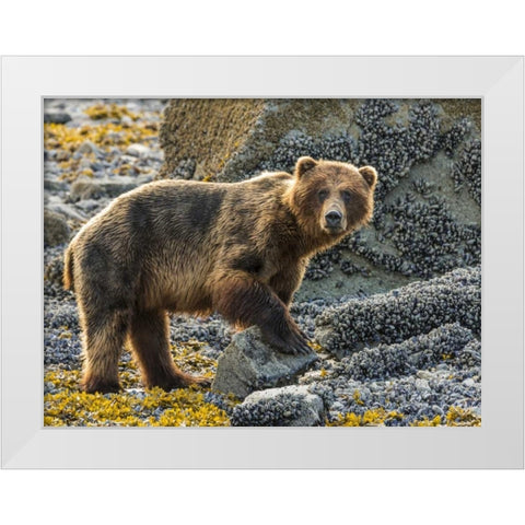 USA, Alaska, Glacier Bay NP Brown bear on beach White Modern Wood Framed Art Print by Paulson, Don