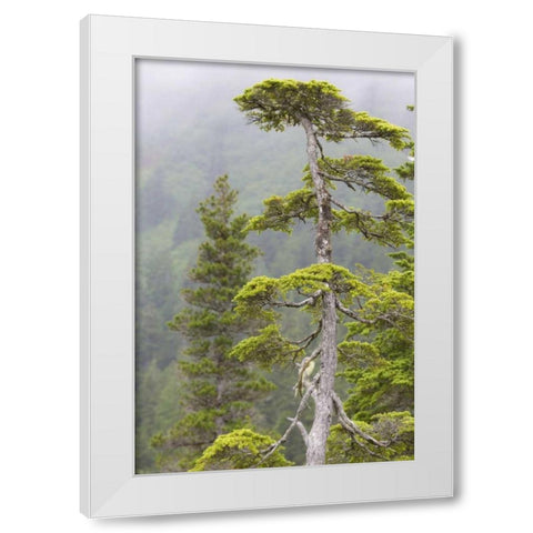 Alaska, Glacier Bay NP Scenic of hemlock tree White Modern Wood Framed Art Print by Paulson, Don