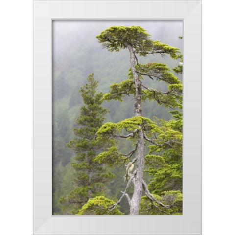 Alaska, Glacier Bay NP Scenic of hemlock tree White Modern Wood Framed Art Print by Paulson, Don