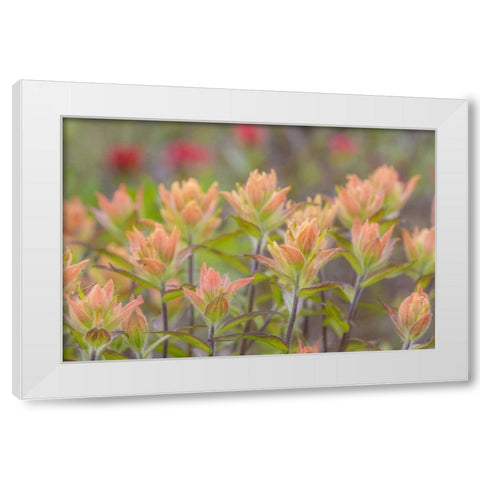 Alaska, Glacier Bay NP Indian paintbrush flowers White Modern Wood Framed Art Print by Paulson, Don
