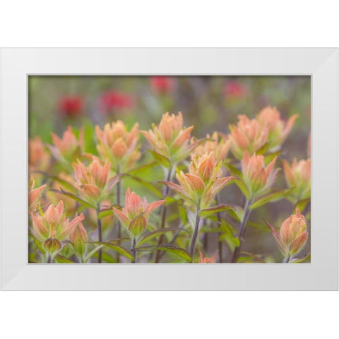 Alaska, Glacier Bay NP Indian paintbrush flowers White Modern Wood Framed Art Print by Paulson, Don