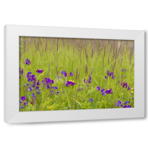 Alaska, Glacier Bay NP flowers in grassy meadow White Modern Wood Framed Art Print by Paulson, Don
