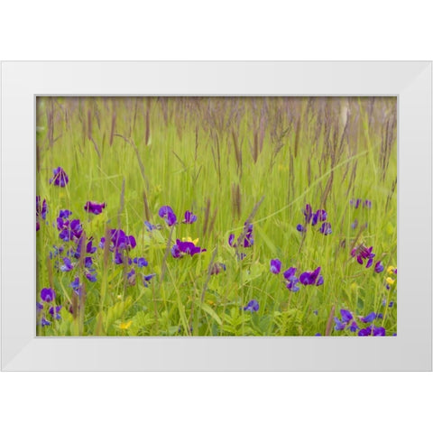Alaska, Glacier Bay NP flowers in grassy meadow White Modern Wood Framed Art Print by Paulson, Don