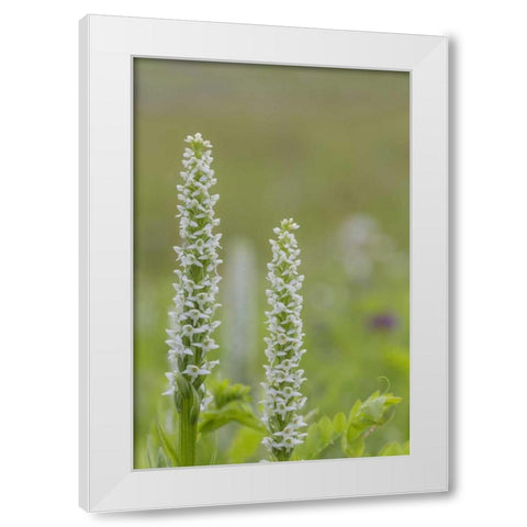 Alaska, Glacier Bay NP White bog orchid White Modern Wood Framed Art Print by Paulson, Don